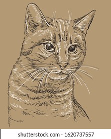Vector hand drawing portrait of cat isolated on beige background. Monochrome realistic retro portrait of cat. Vector vintage illustration of cat. Image good for design, cards and tattoo. 