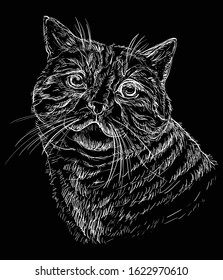 Vector hand drawing portrait of cat in white color. Monochrome realistic retro portrait of cat. Vector vintage illustration isolated on black background. Image good for design, cards and tattoo. 