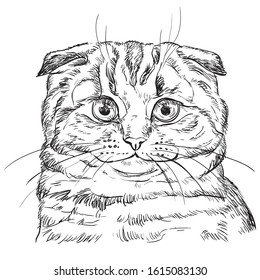 Vector hand drawing portrait of scottish fold cat in black color isolated on white background. Monochrome realistic portrait of cat. Vector illustration of fluffy cat. Image for design, cards. 