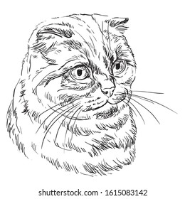 Vector hand drawing portrait of scottish fold cat in black color isolated on white background. Monochrome realistic portrait of scottish cat.Vector illustration of fluffy cat. Image for design, cards.