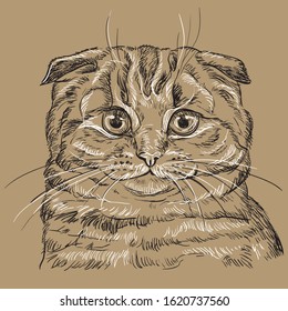 Vector hand drawing portrait of scottish fold cat in black and white colors isolated on beige background. Monochrome realistic portrait of cat. Vector illustration of cat. Image for design, cards. 