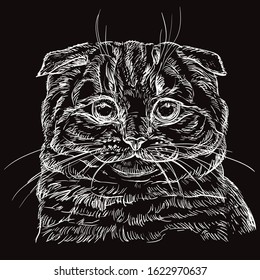 Vector hand drawing portrait of scottish fold cat in white color isolated on black background. Monochrome realistic portrait of cat. Vector illustration of scottish fold. Image for design, cards. 