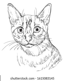 Vector hand drawing portrait of Snow bengal cat in black color isolated on white background. Monochrome realistic portrait of cat.Vector illustration of fluffy cat. Image for design, cards. 