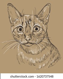 Vector hand drawing portrait of Snow bengal cat in black and white colors isolated on beige background. Monochrome realistic portrait of cat. Vector illustration of fluffy cat.Image for design, cards.