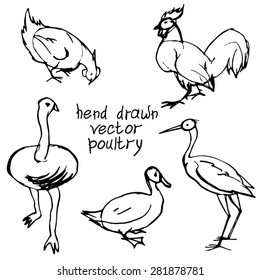 Vector hand drawing poultry set