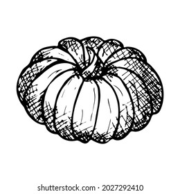 Calabaza de dibujo de la mano del vector. Objeto aislado sobre fondo blanco. Ilustración vegetal. Esbozo detallado de comida vegetariana. Producto del mercado agrícola. Para imprimir, web, diseño, decoración, logotipo.