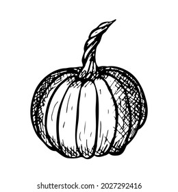 Calabaza de dibujo de la mano del vector. Objeto aislado sobre fondo blanco. Ilustración vegetal. Esbozo detallado de comida vegetariana. Producto del mercado agrícola. Para imprimir, web, diseño, decoración, logotipo.
