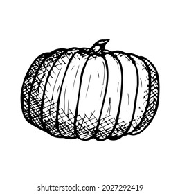 Vector hand drawing pumpkin . Isolated object on white background. Vegetable illustration. Detailed vegetarian food sketch. Farm market product. For print, web, design, decoration, logo.