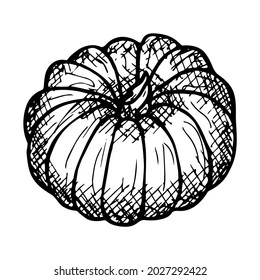 Vector hand drawing pumpkin . Isolated object on white background. Vegetable illustration. Detailed vegetarian food sketch. Farm market product. For print, web, design, decoration, logo.