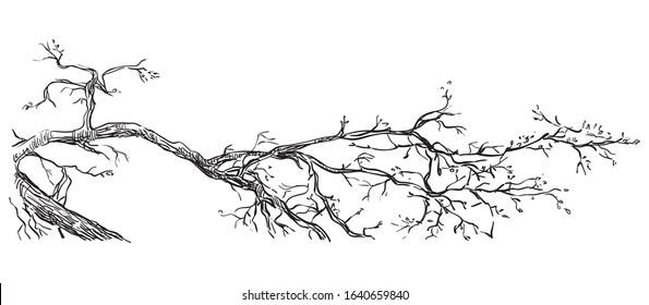 Vector hand drawing realistic branch of tree in black color isolated on white background. Monochrome  branch of tree in springtime. Image for design, cards. 