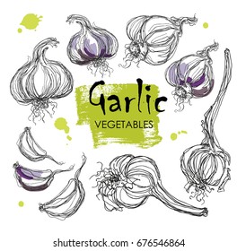vector hand drawing realistic collections varied GARLIC. Healthy food poster. Linear graphic.