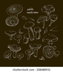 vector hand drawing a realistic set of mushrooms