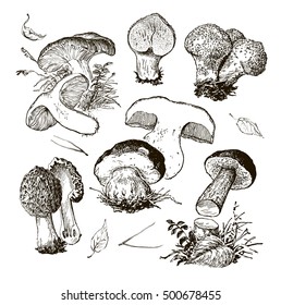 vector hand drawing a realistic set of mushrooms. Illustration of wild mushrooms