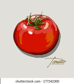 vector hand drawing red tomatoes