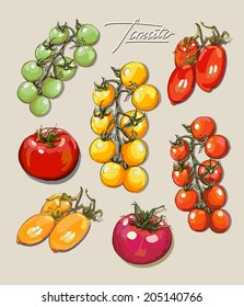 vector hand drawing set of juicy tomatoes