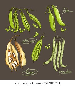 vector hand drawing set of legumes on a dark background