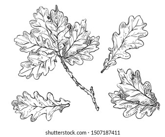 Vector Hand Drawing Set Of Monochrome Oak Tree Leaves Outline On The White Background. Fall Line Art Of Foliage. Stock Illustration