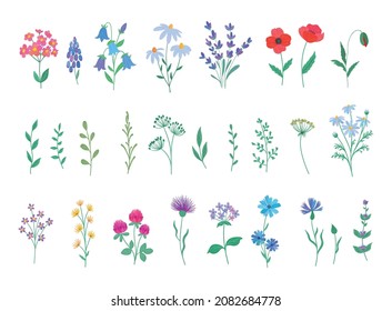 Vector hand drawing set of wild flowers. Daisies, cornflowers, branches and leaves on a white background. Elements for pattern, print, wedding invitation