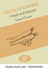 Vector hand drawing sketch of plant banner. Eco food product. Vintage vector illustration of carrots.