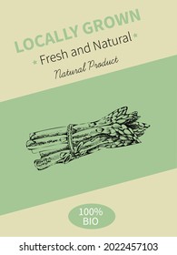 Vector hand drawing sketch of plant banner. Eco food product. Vintage vector illustration of asparagus.