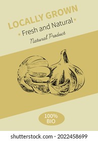 Vector hand drawing sketch of plant banner. Eco food product. Vintage vector illustration of garlic.