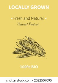 Vector hand drawing sketch of plant banner. Eco food product. Vintage vector illustration of corn.