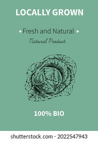 Vector hand drawing sketch of plant banner. Eco food product. Vintage vector illustration of a cabbage.