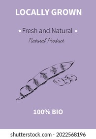 Vector hand drawing sketch of plant banner. Eco food product. Vintage vector illustration of beans.