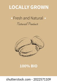 Vector hand drawing sketch of plant banner. Eco food product. Vintage vector illustration of potatoes.