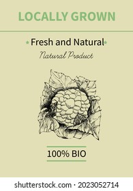 Vector hand drawing sketch of plant banner. Eco food product. Vintage vector illustration of cauliflower.