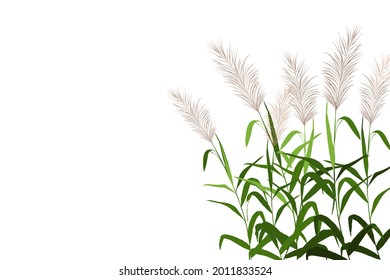 Vector hand drawing sketch with reeds.
Cane silhouette on white background. 