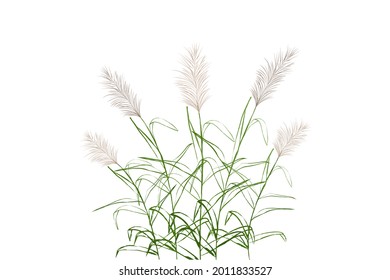 Vector hand drawing sketch with reeds.
Cane silhouette on white background. 