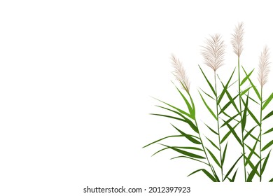 Vector hand drawing sketch with reeds.
Cane silhouette on white background. 