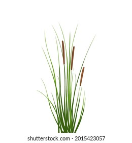 Vector hand drawing sketch with reeds.
Cane silhouette on white background. 