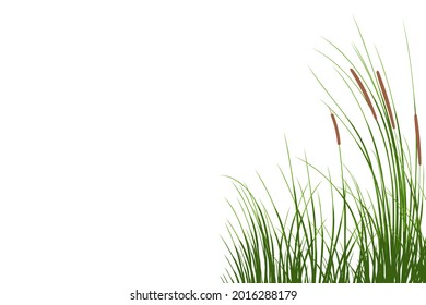 Vector hand drawing sketch with reeds
Cane silhouette on white background. 