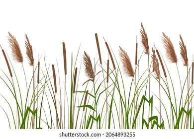 Vector hand drawing sketch with reeds
Cane silhouette on white background. 