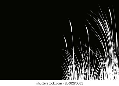 Vector hand drawing sketch with reeds.
Cane silhouette on white background. 