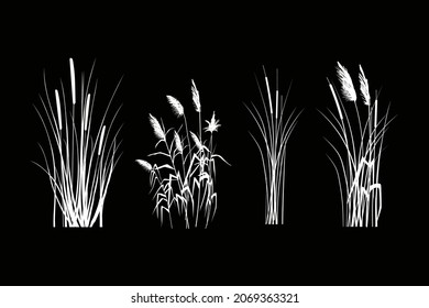 Vector hand drawing sketch with reeds
Cane silhouette on white background. 