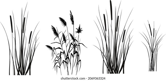 Vector hand drawing sketch with reeds
Cane silhouette on white background. 