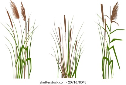 Vector hand drawing sketch with reeds.
Cane silhouette on white background. 