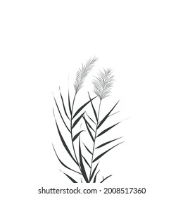 Vector hand drawing sketch with reeds.Illustration of black and white reeds.
Cane silhouette on white background. 