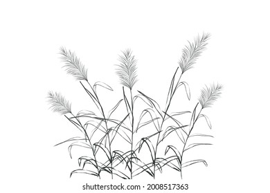 Vector hand drawing sketch with reeds.Illustration of black and white reeds.
Cane silhouette on white background. 