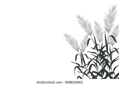 Vector hand drawing sketch with reeds.Illustration of black and white reeds.
Cane silhouette on white background. 