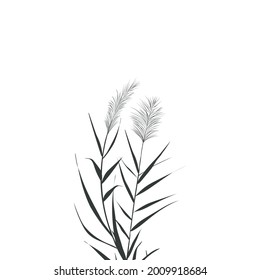 Vector hand drawing sketch with reeds.Illustration of black and white reeds.
Cane silhouette on white background. 