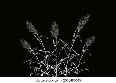 Vector hand drawing sketch with reeds.Illustration of black and white reeds.
Cane silhouette on white background. 