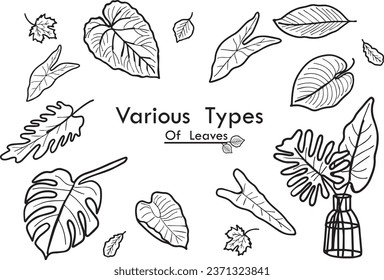 Vector hand drawing of various types of leaves placed on a white background with black lines presenting different types of leaves as a graphic that can be used in various media designs.