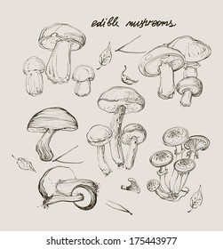 vector hand  drawing  of wild mushrooms 
