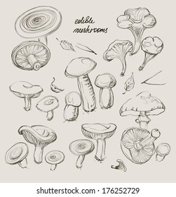 vector hand  drawing  of wild mushrooms 