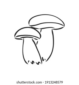 vector hand drawing of wild mushrooms. forest white mushroom vector sketch illustration