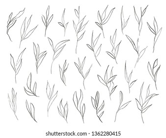 Vector hand drawn abstract rough leaves illustration. Elegant and stylish ink decorative design elements.